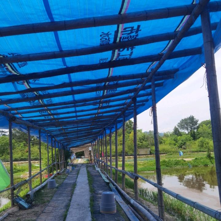 东阳虾弄弄龙虾垂钓