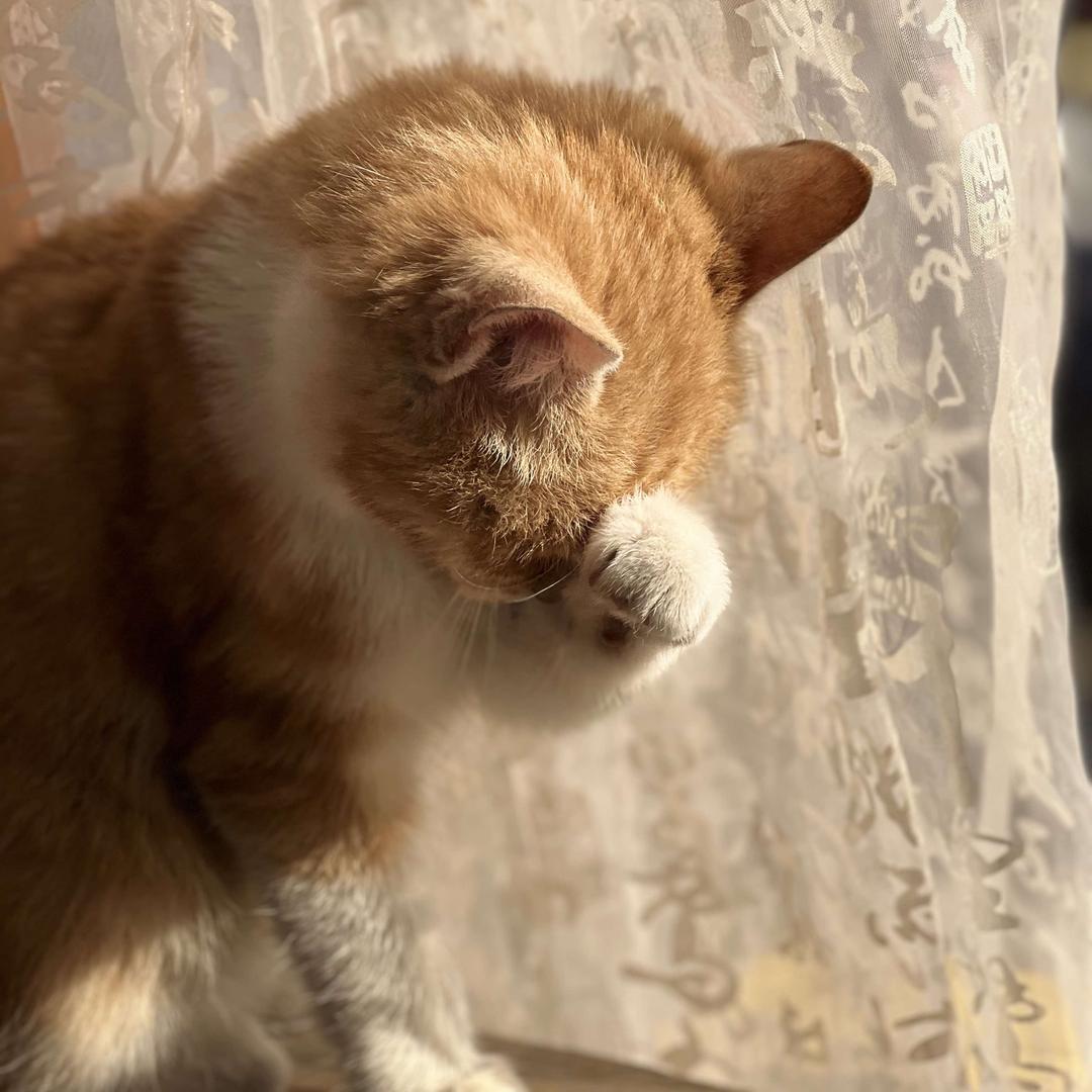 半亩花田·不懂茶
