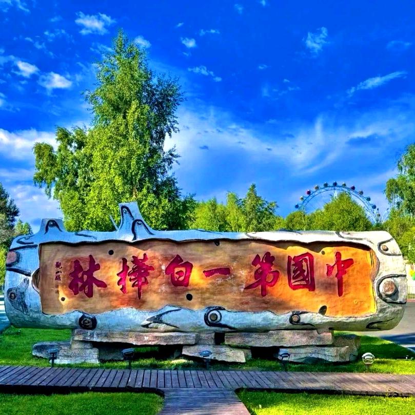 哈巴河·醉美白桦林