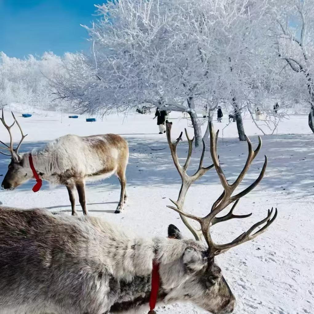 哈尔滨雪乡私家团(边疆部落晓涛)