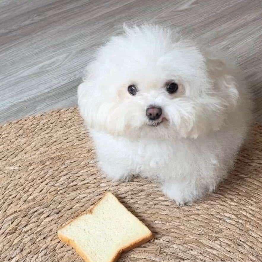 上海福泽宠物托运有限公司官方号