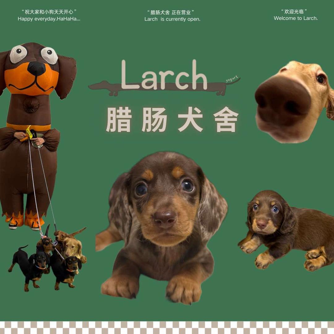 Larch腊肠犬舍长毛腊肠