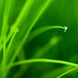 儒家茶业(湖田六街店)还是啥直播号