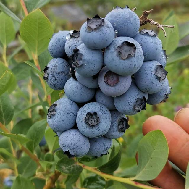 随县快乐蓝莓家庭农场