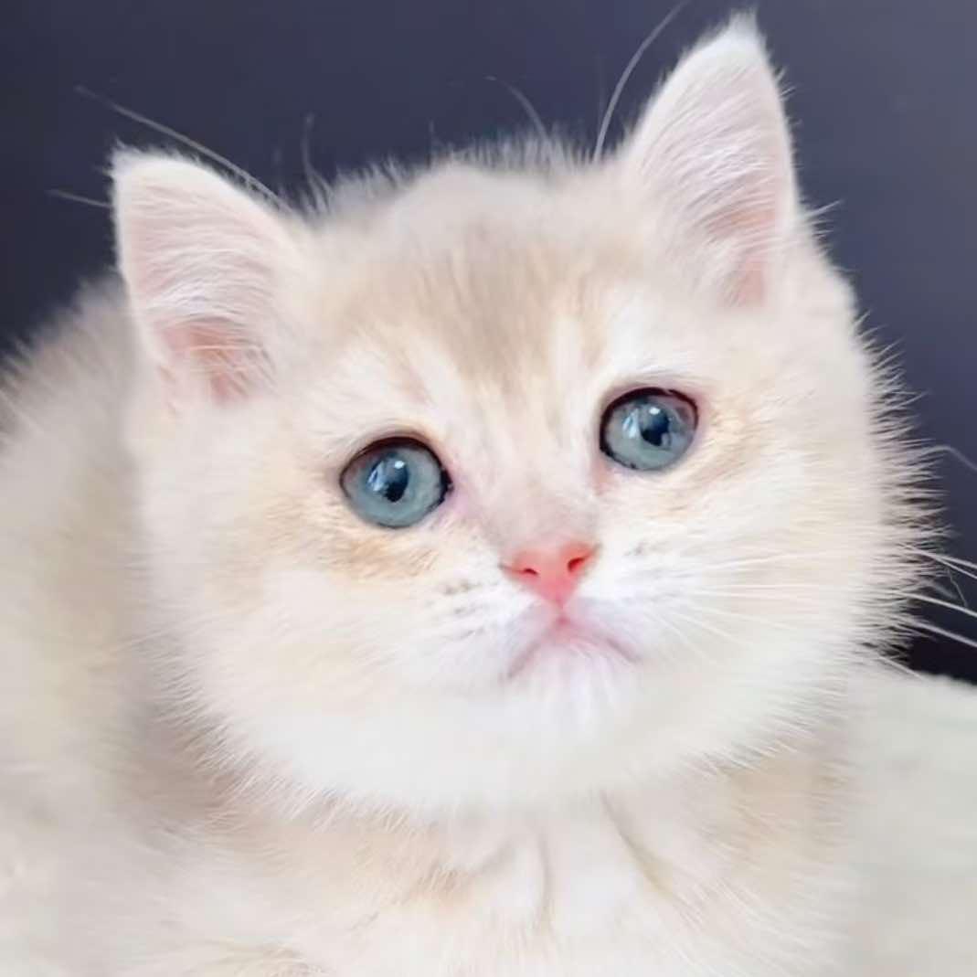 宠物猫舍小晶