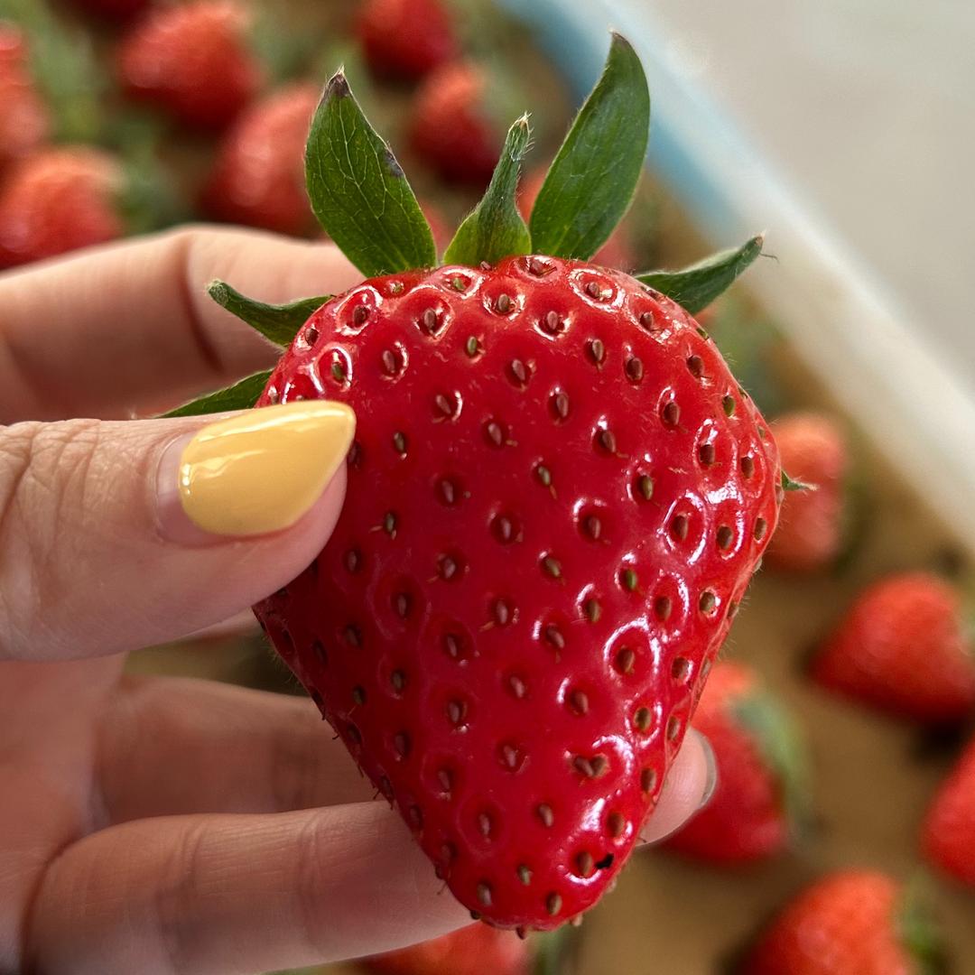 果乐族·丹东九九草莓(兴安盟店)专用号