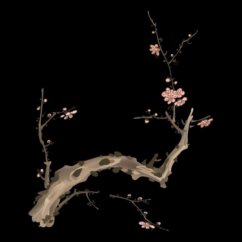 枫枫的直播号