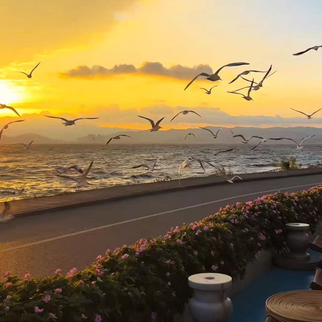 加油加油直播号