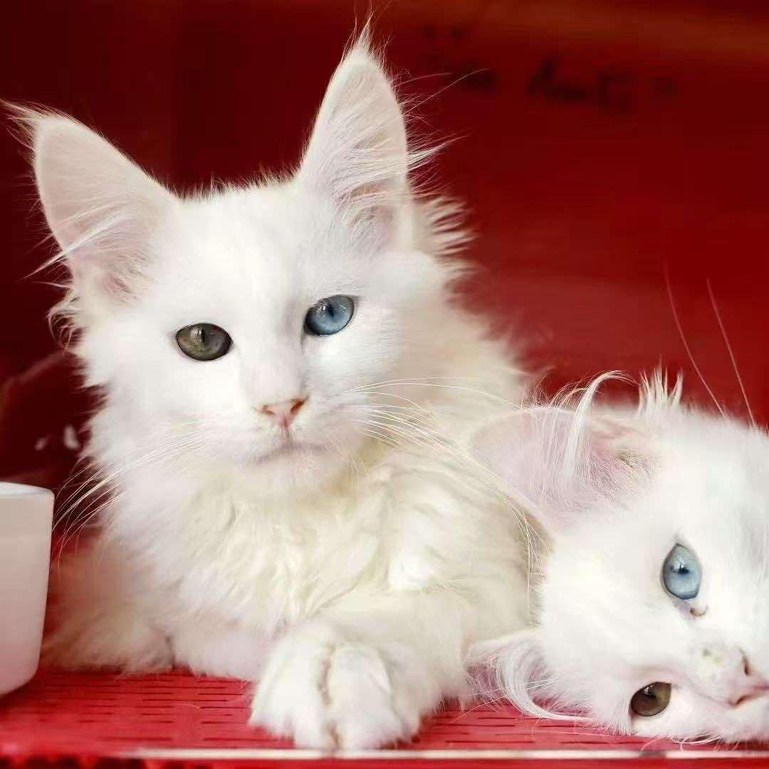 可爱喵猫舍官方号