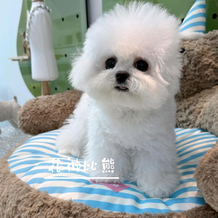 北京·花神犬舍·韩系比熊·美卡直播号