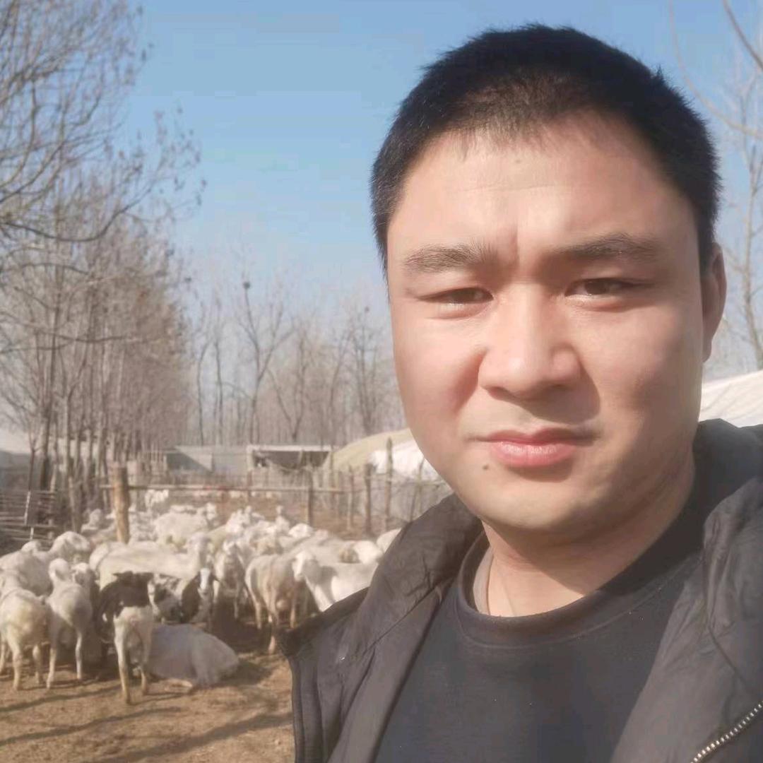 老家小辉羊圈