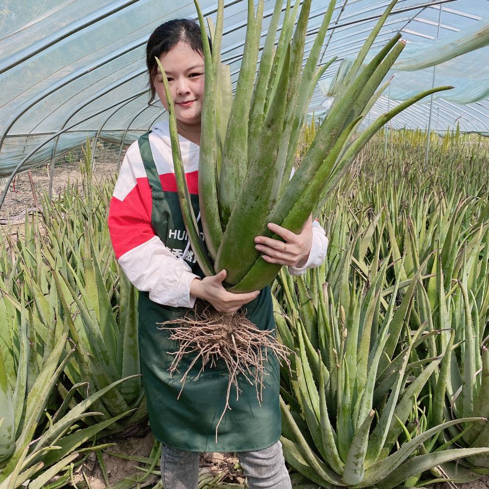 A荟后创始人刘芳芳 植物护肤总部芦荟基地