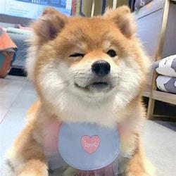 温柔的风Zxv的直播号