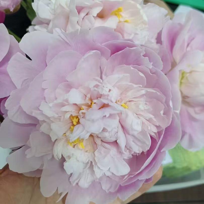 产后（玉林万达店）海燕老师月月康