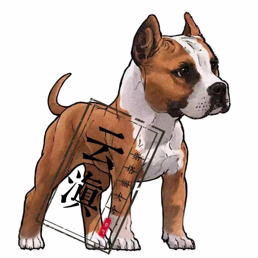 云南云滇斯塔福犬舍