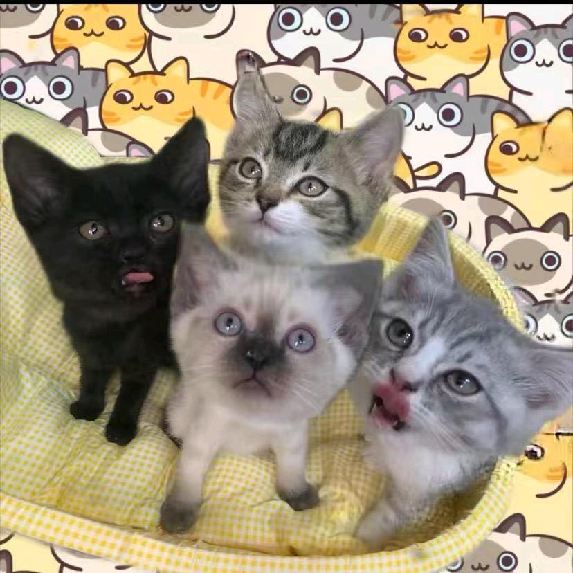 喵殿下宠物用品店