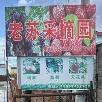 老苏有机树莓种植基地