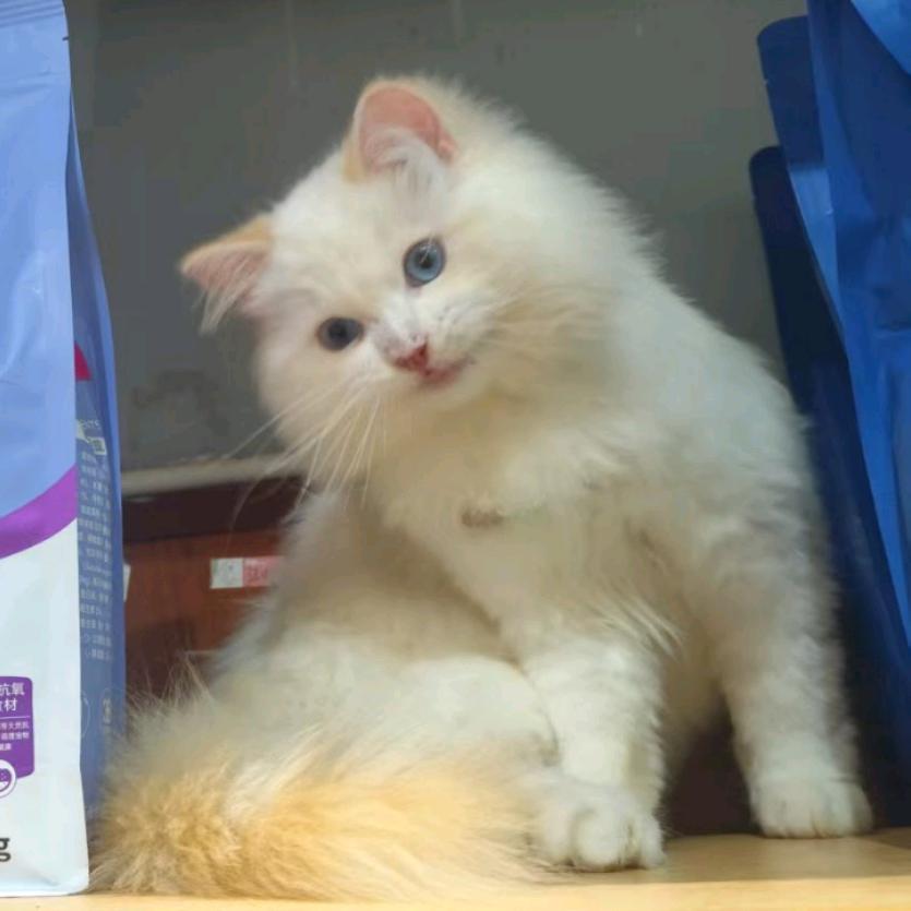 小鱼宠物店官方号