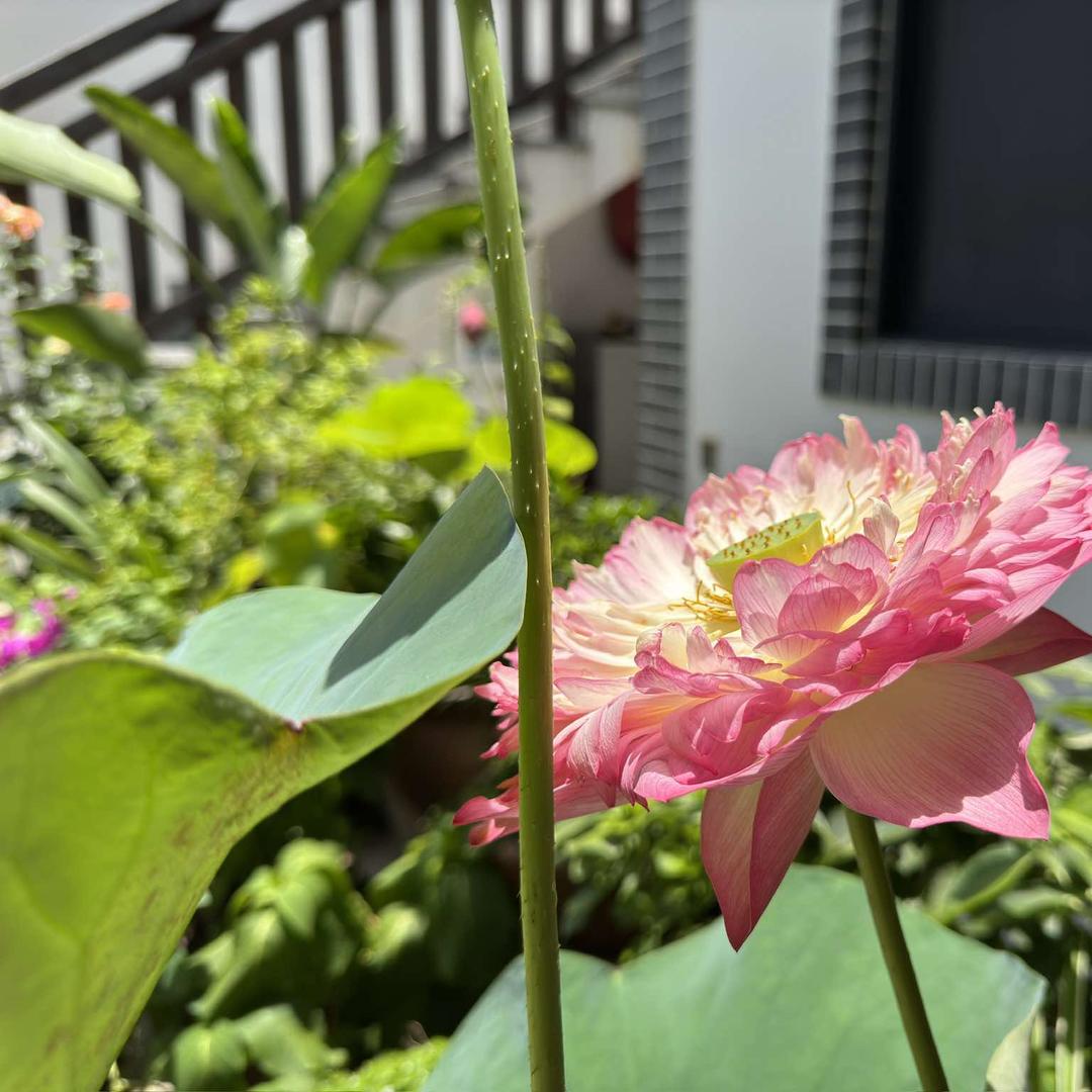 书香兰庭客栈(古城店)官方号