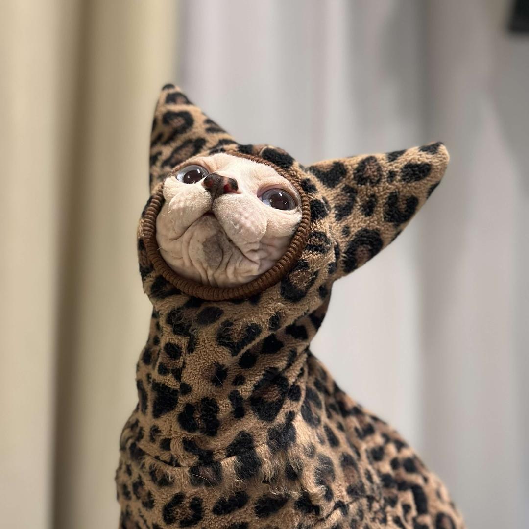 ⁰̷̴͈ᴥ⁰̷̴͈马可萝卜