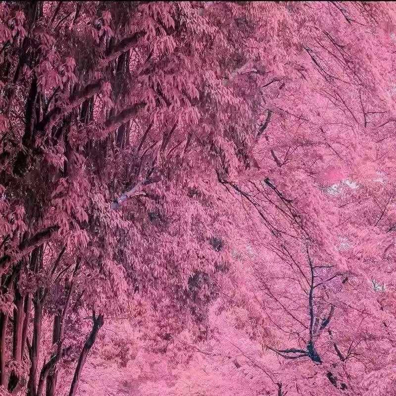 榜迈臻选经营号