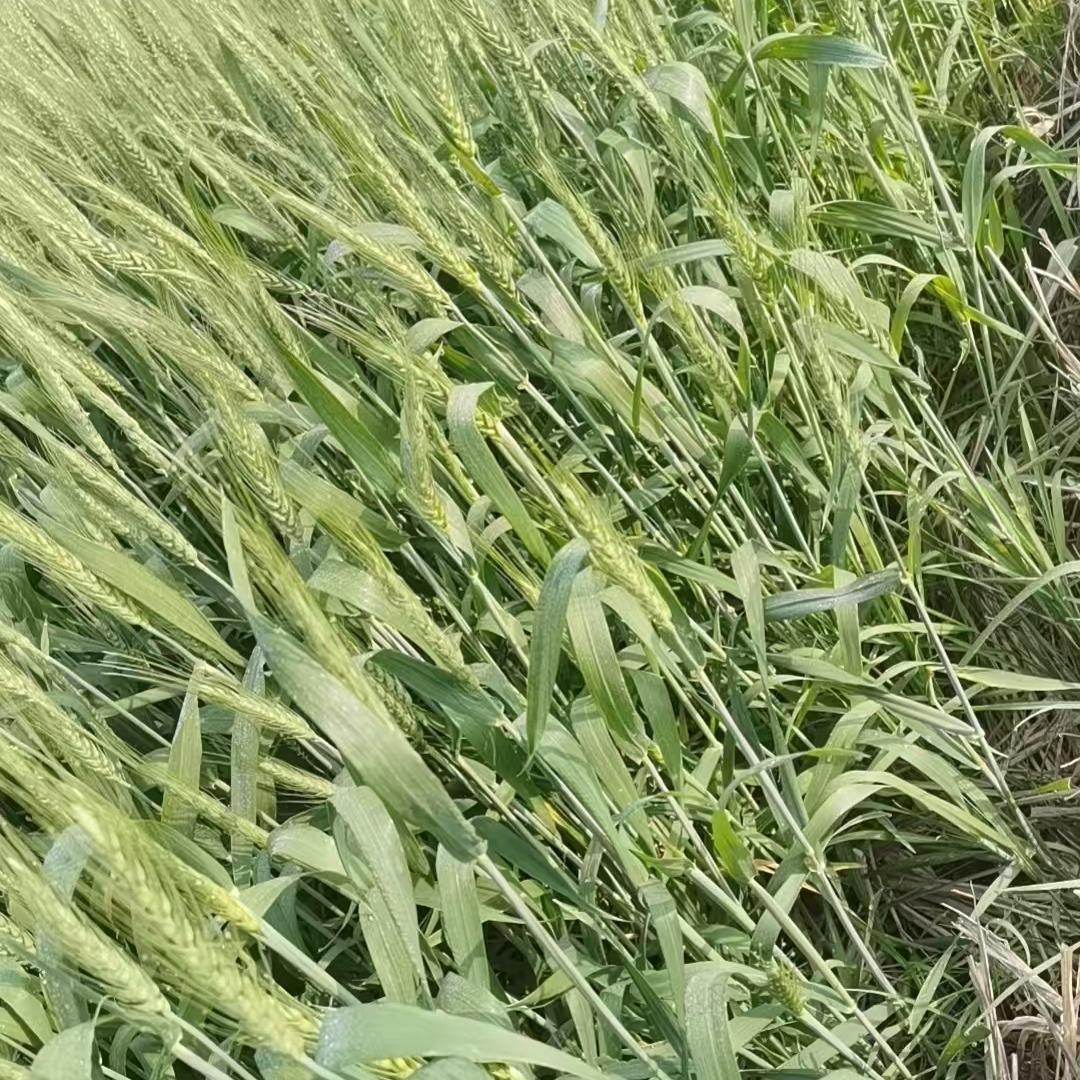法兰尼净水器(金沙北路店)法兰尼净水器(金沙北路店)学生号