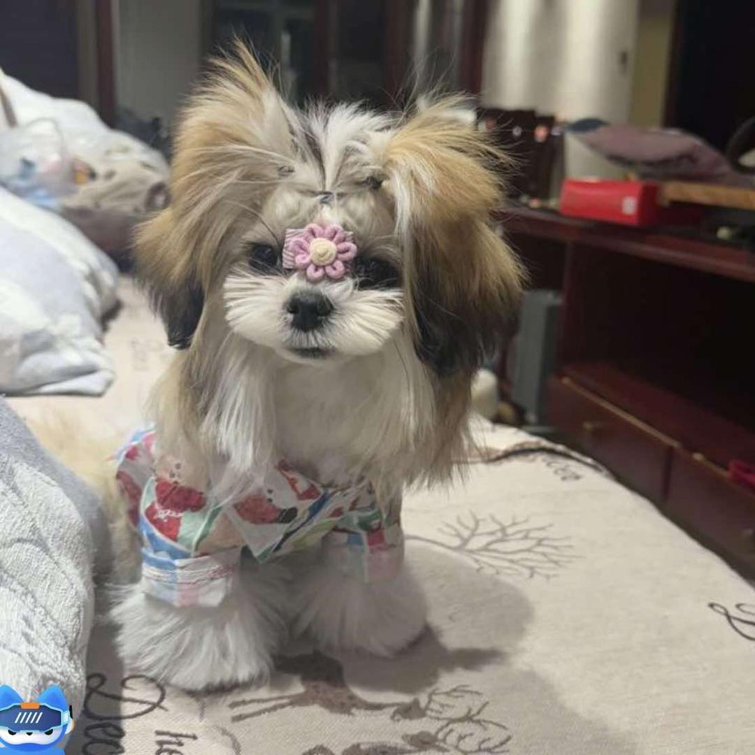 乌苏市爬呀爬爬宠