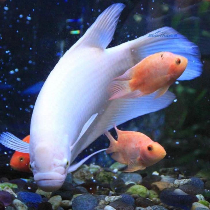 伊利雪糕-济源配送