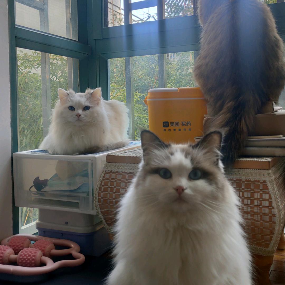 呈贡区喵呜宠物服务馆