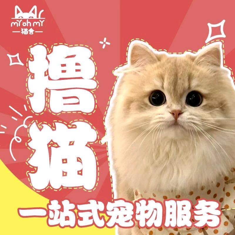MyOhMy猫舍撸猫