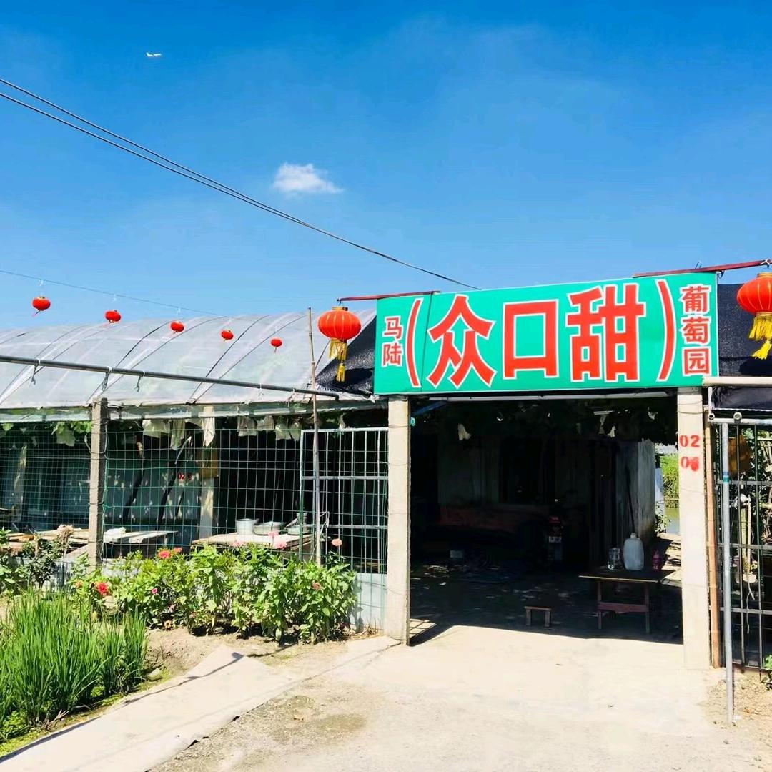 马陆众口甜葡萄园