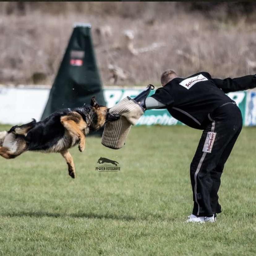 CSV珐琅犬舍