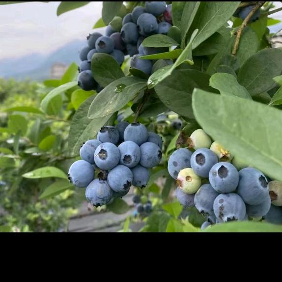 南平市建阳区永远向往家庭农场