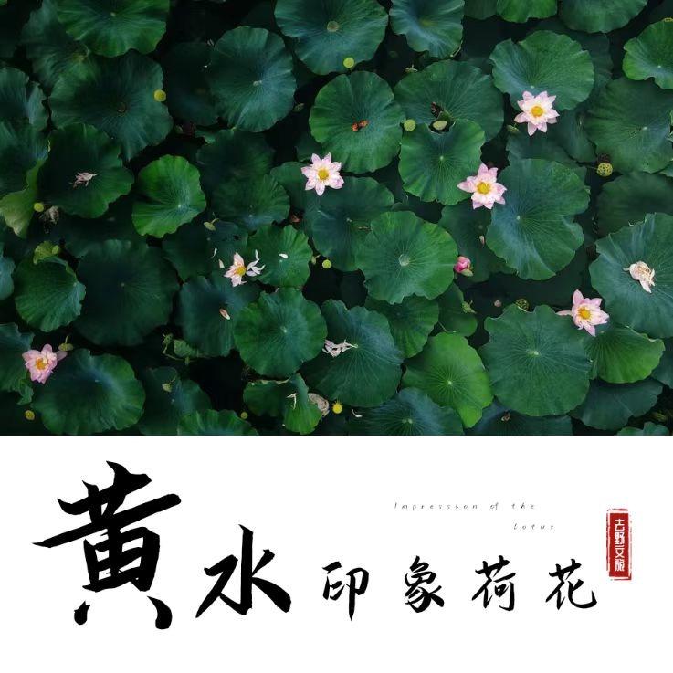黄水印象荷花景区
