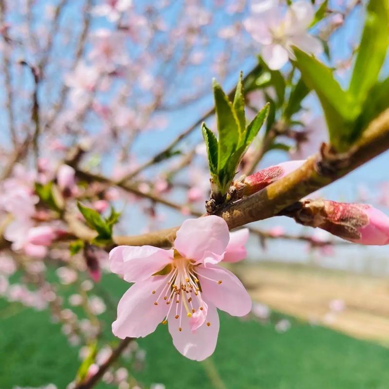 珩莱1直播宠粉号