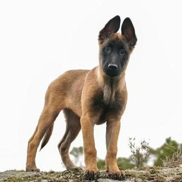 夏天家的马犬