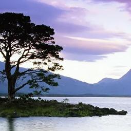 楠哲网络科技运营号