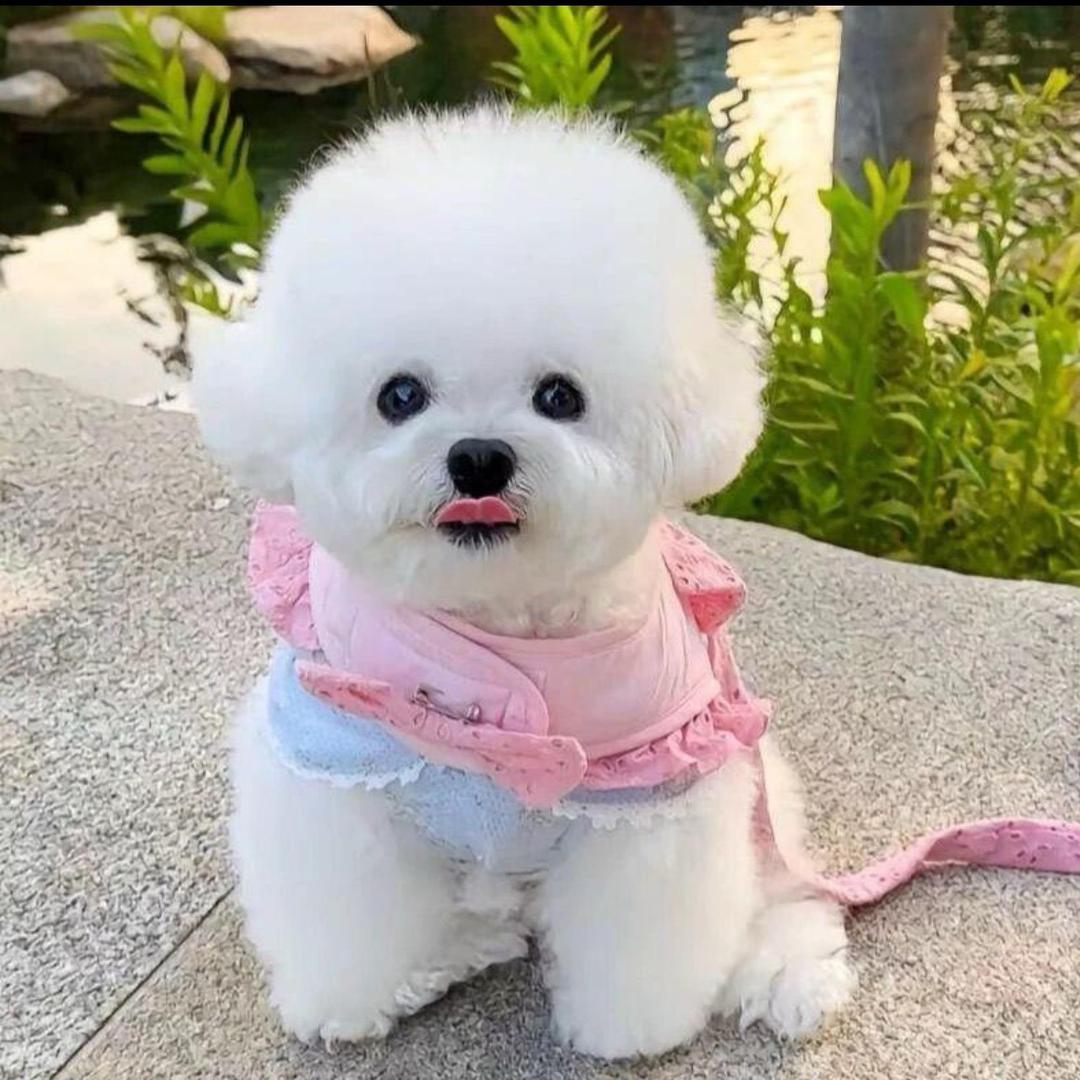 可购直播一号