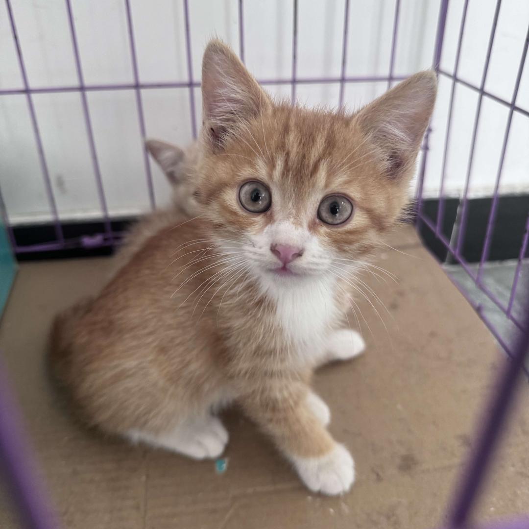 骏景便利店配件号