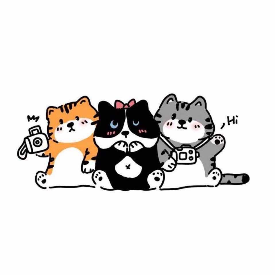 三只猫photo
