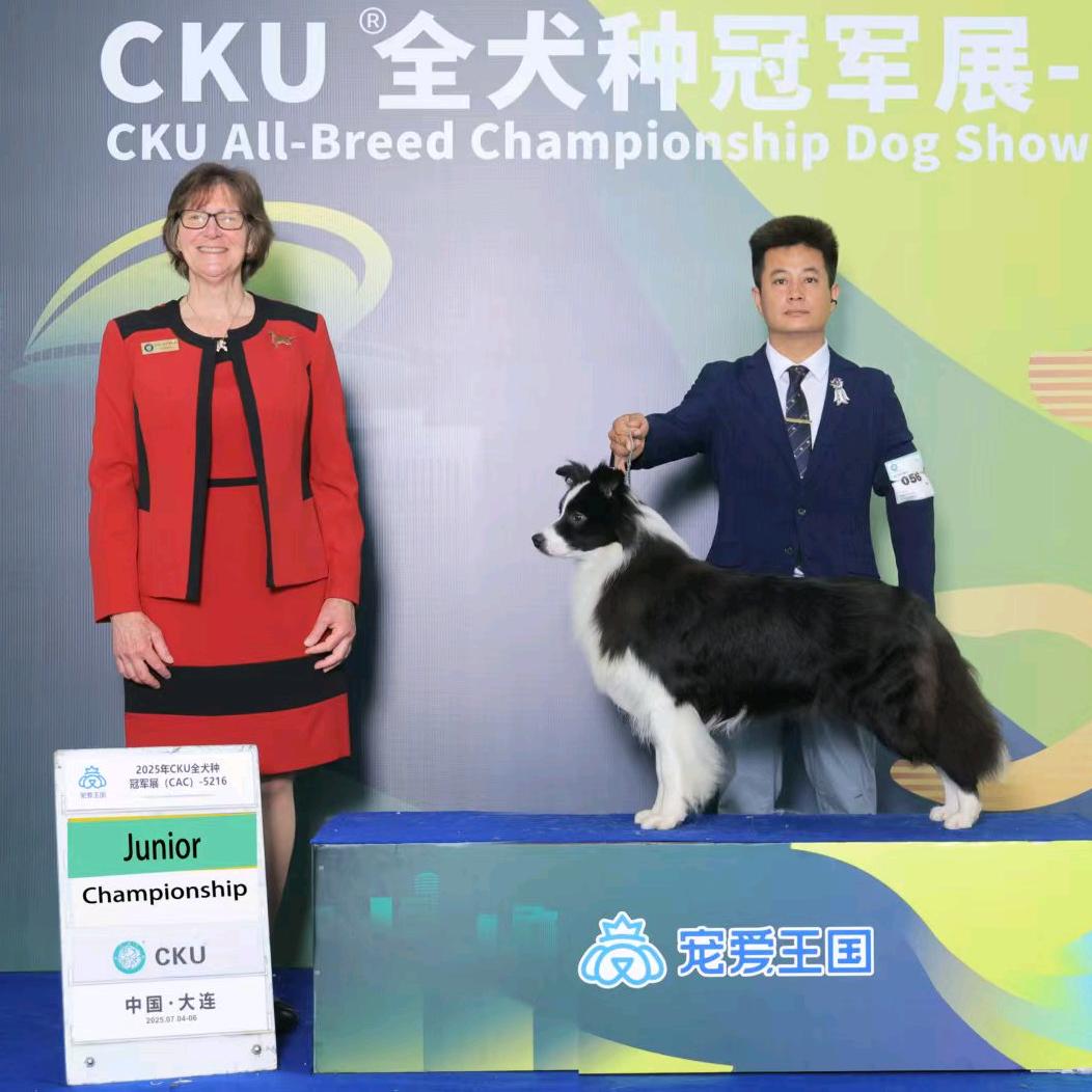 浙江稀有色边牧之家(CKU犬舍)专用号
