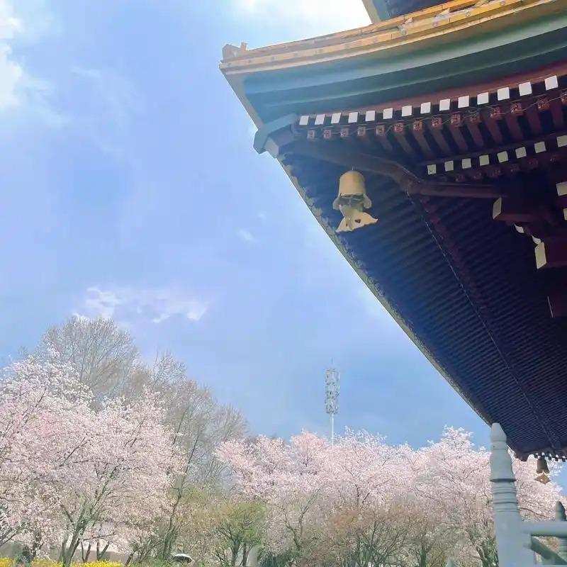 古道直播号