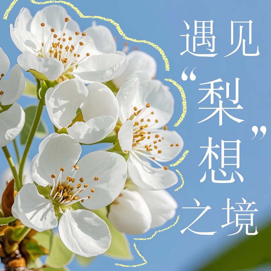 梨花谷（赏花）