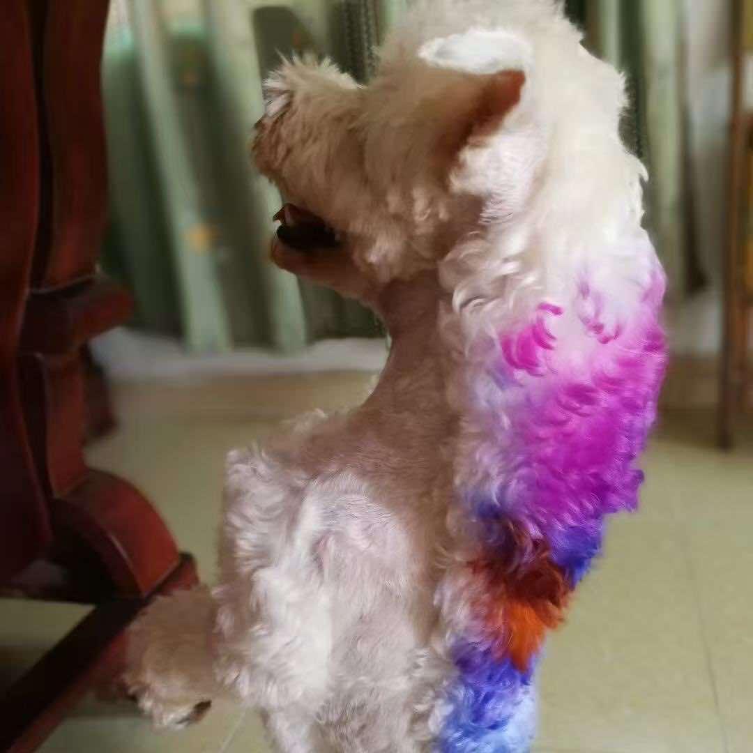 老白宠物生活馆官方号