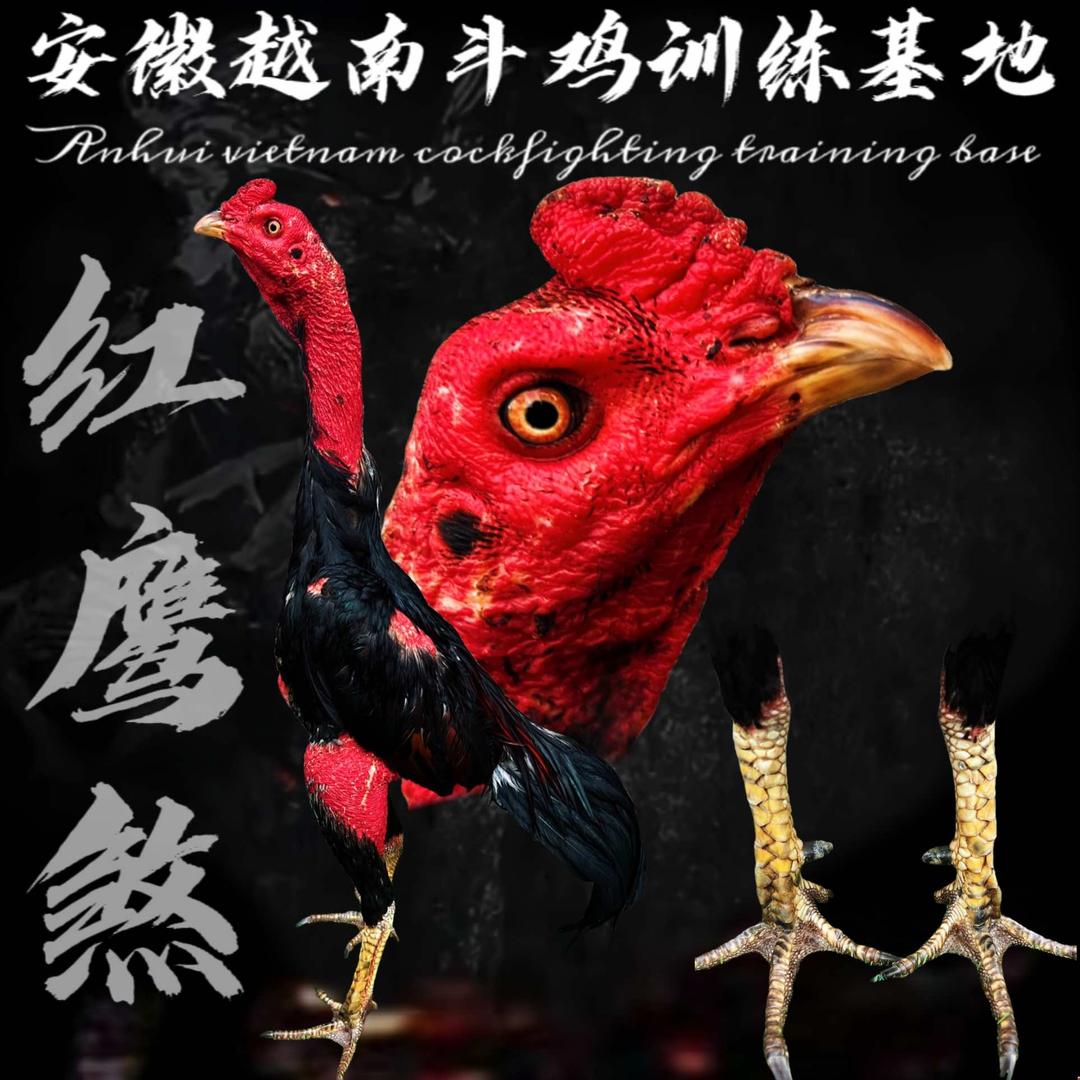 越南斗鸡训练场～场主号