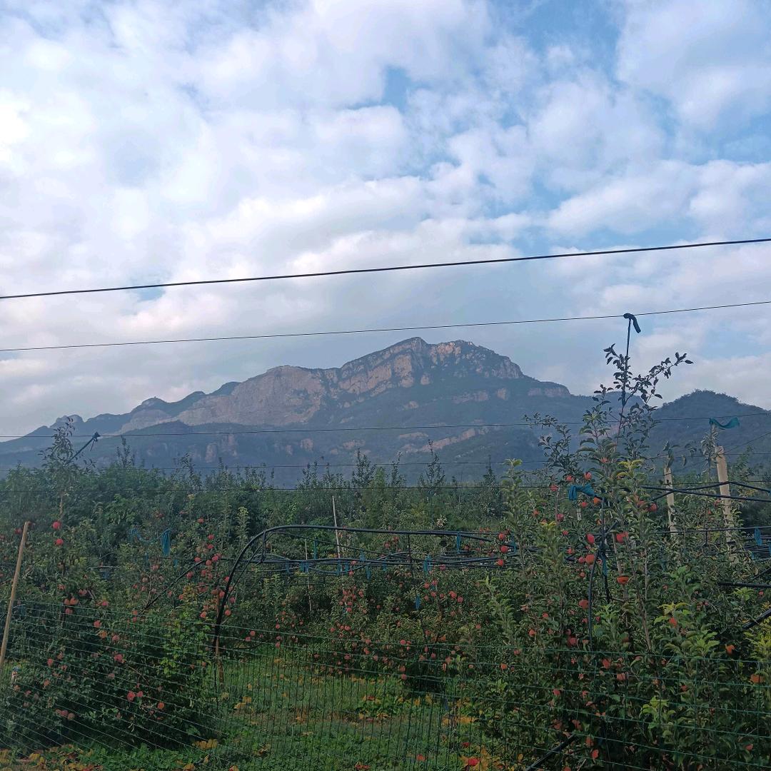 长兴林果专业合作社大苹果