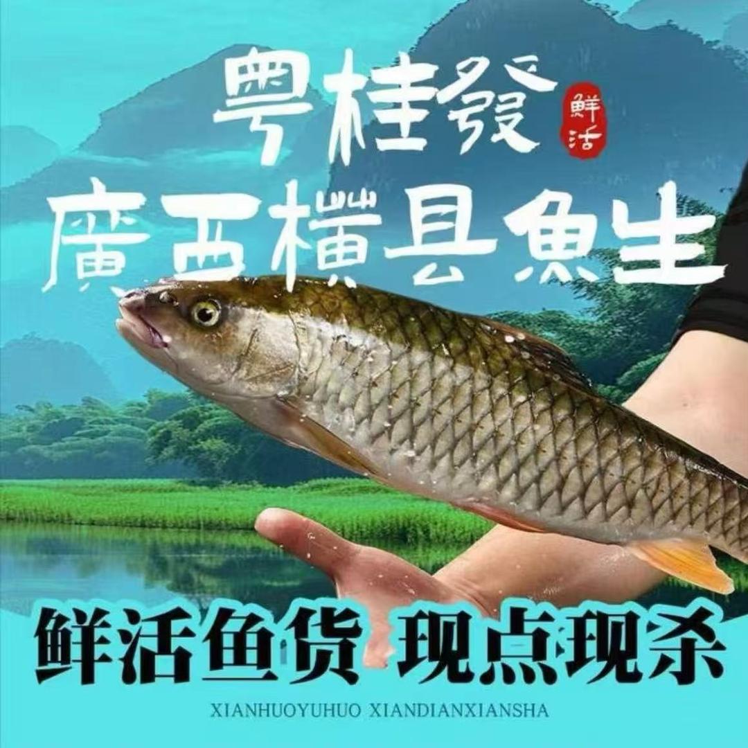 粤桂發广西横县鱼生(宣城店)专用号