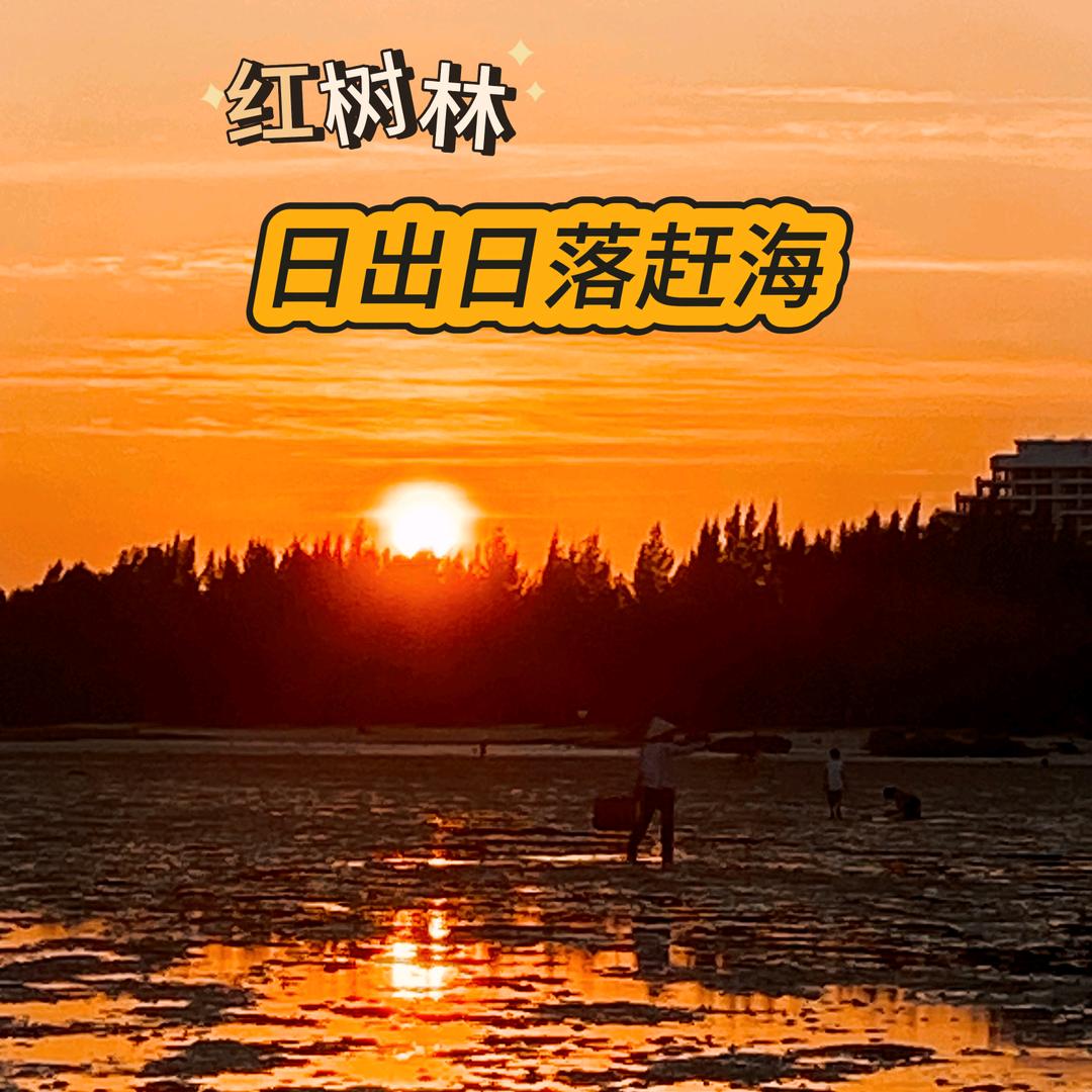 红树林日出日落赶海基地