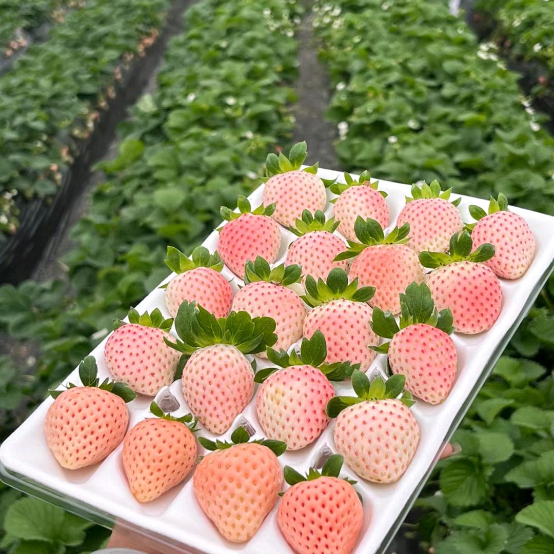 垣曲县京诚草莓采摘