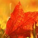 汉禾则赏金船长女王猎人pg模拟器